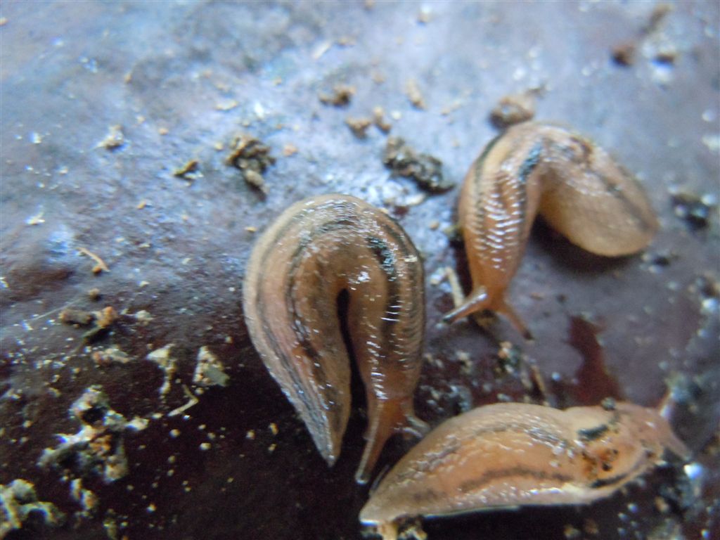 Lehmannia sp. dal Fusaro (NA)